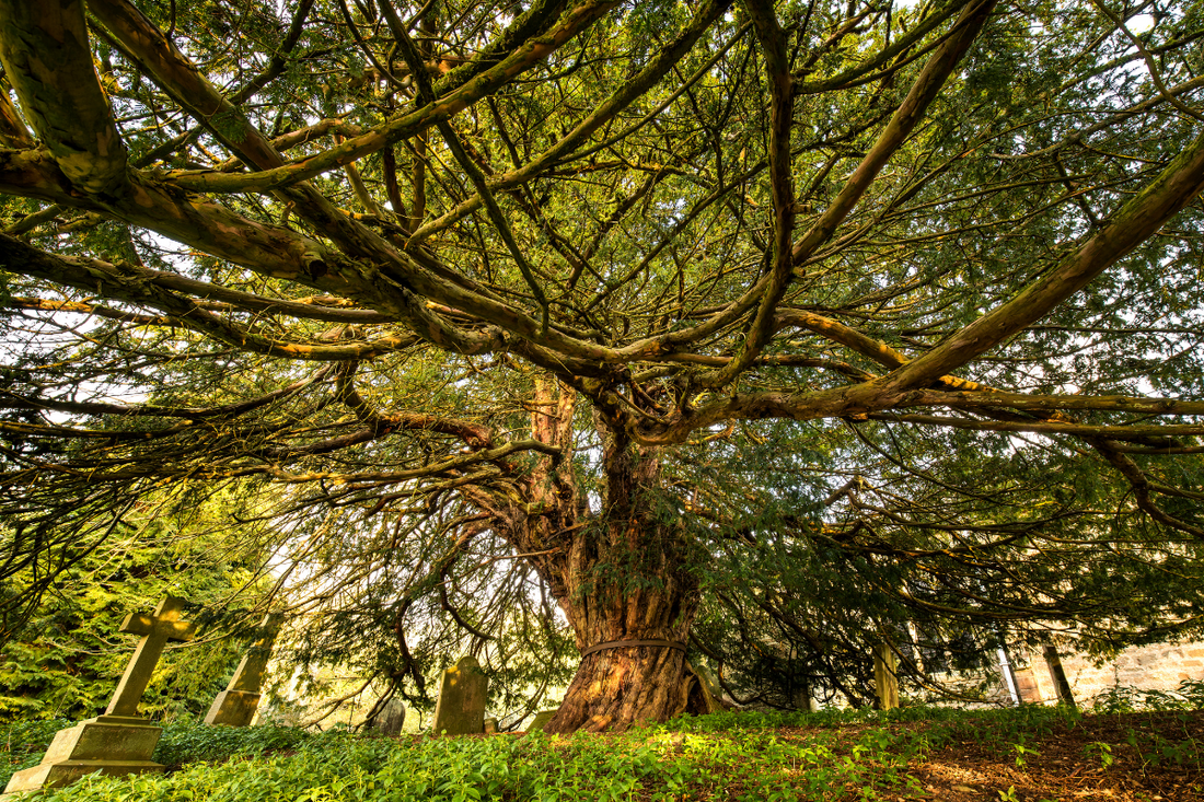 Ivinenn-Eya: The Yew Spirit of Resilience, Transformation, and the Cycles of Life